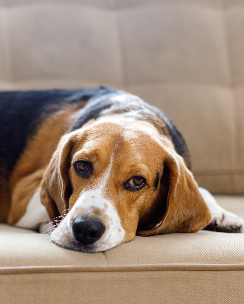pup-oncouch-slide
