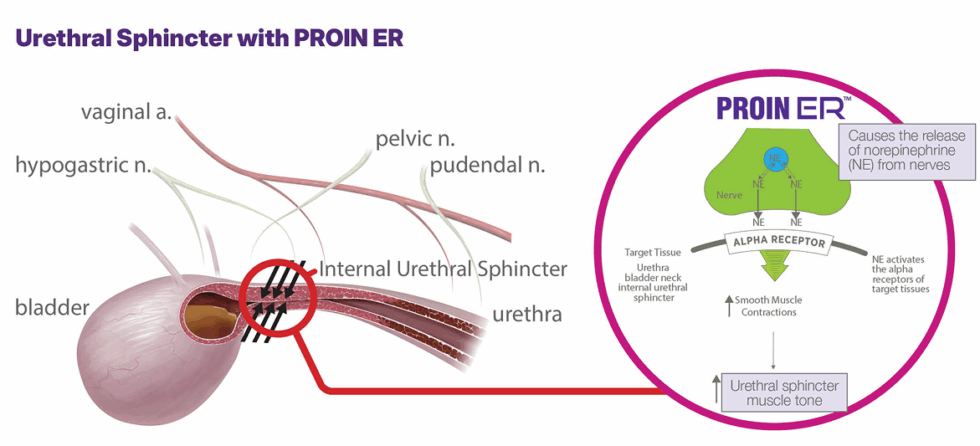 sphincterdiag-980x446