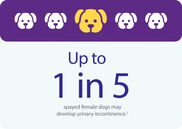 uti-dog (1) 1-1